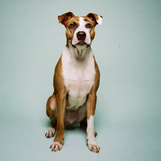 A dog sitting against a plain pastel background