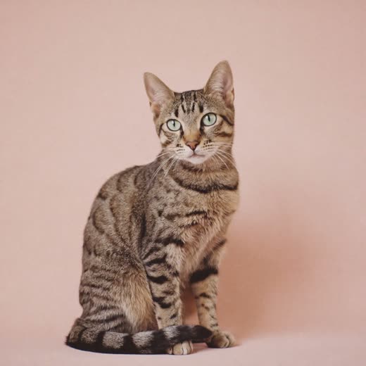 A tabby cat sitting against a plain pastel background